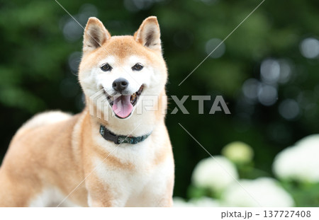 アナベル背景に柴犬 可愛い柴犬 柴犬茜 アナベル背景に柴犬 可愛い柴犬 柴犬茜 137727408