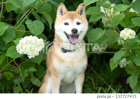 アナベル背景に柴犬　可愛い柴犬　柴犬茜 137727415