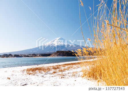 早春の河口湖の湖畔から富士山を望む　河口湖大石公園 137727543