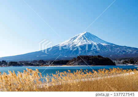 早春の河口湖の湖畔から富士山を望む　河口湖大石公園 137727545