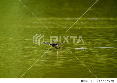 水面を高速飛行するハリオアマツバメ 水面を高速飛行するハリオアマツバメ 137727576