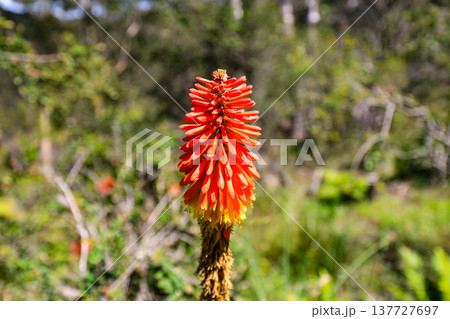 Close up detail of a red hot poker plant flower showing bright red and orange tubular blooms on a tall spike against a natural garden background. Close up detail of a red hot poker plant flower showing bright red and orange tubular blooms on a tall spike against a natural garden background. 137727697