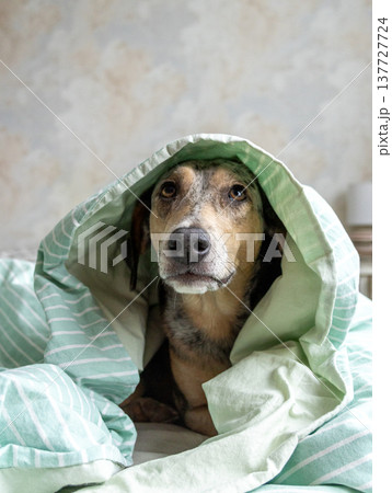spotted Dog is lying on a bed under blanket. pet froze and hid under blanket, heating in winter. spotted Dog is lying on a bed under blanket. pet froze and hid under blanket, heating in winter. 137727724