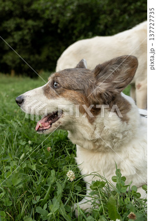 Cardigan Welsh corgi on walk in park with owner, dog is lying on grass with his tongue hanging out. Cardigan Welsh corgi on walk in park with owner, dog is lying on grass with his tongue hanging out. 137727735