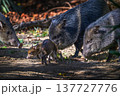 Baby Collared Peccary with Adults in Forest Setting 137727776