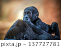 Baby gorilla riding on the back of its mother 137727781