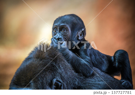 Baby gorilla riding on the back of its mother 137727781
