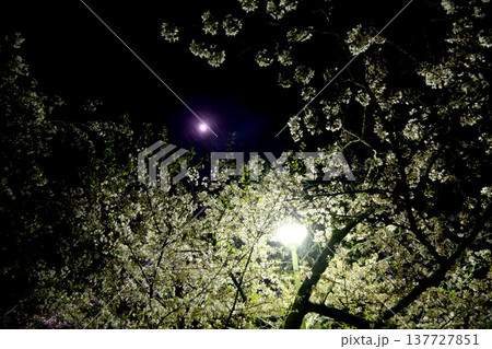 三重県松阪市_松坂城跡_夜桜6_2023年4月 137727851