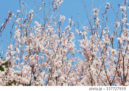 青い空に映える啓翁桜 青い空に映える啓翁桜 137727939