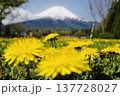 タンポポと富士山 137728027