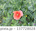 ナガミヒナゲシの花 137728028