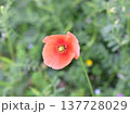 ナガミヒナゲシの花 137728029