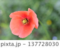 ナガミヒナゲシの花 137728030