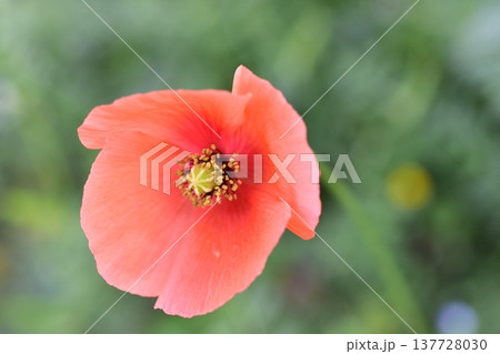 ナガミヒナゲシの花 ナガミヒナゲシの花 137728030