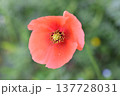 ナガミヒナゲシの花 137728031