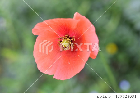 ナガミヒナゲシの花 ナガミヒナゲシの花 137728031