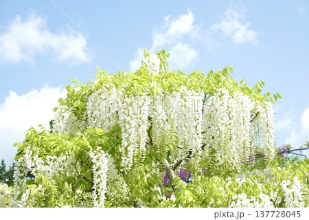 青い空と白い藤の花 137728045