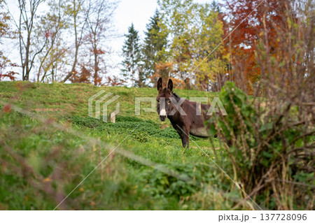 A donkey grazes on a farm among the Alpine mountains A donkey grazes on a farm among the Alpine mountains 137728096