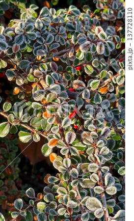 View of the green leaves of Cotoneaster horizontalis covered with ice crystals View of the green leaves of Cotoneaster horizontalis covered with ice crystals 137728110