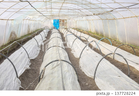 Vegetables grown under non woven fabric covers on an organic farm. Vegetables grown under non woven fabric covers on an organic farm. 137728224