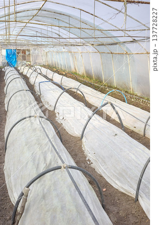 Vegetables grown under non woven fabric covers on an organic farm. 137728227
