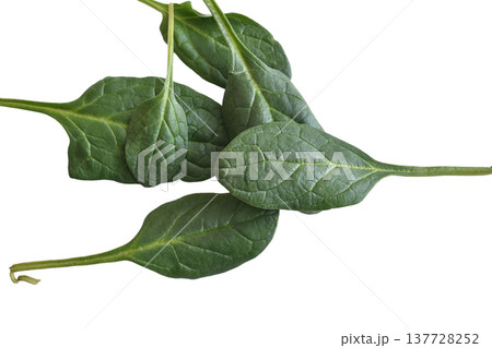 Spinach leaves, a leafy vegetable rich in nutrients. Spinach leaves, a leafy vegetable rich in nutrients. 137728252