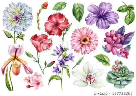Watercolor flower clipart set with dahlia carnation orchid gerbera petunia blossom succulent leaves and botanical elements Watercolor flower clipart set with dahlia carnation orchid gerbera petunia blossom succulent leaves and botanical elements 137728263