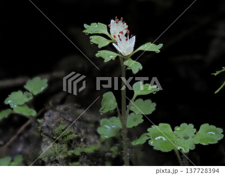 岩陰で濡れるハナネコノメ 137728394