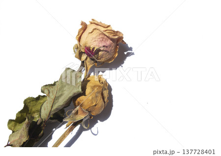 Rose is a dried flower. 137728401