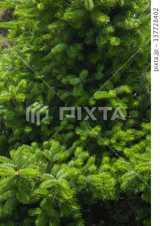 This is a close-up of a fir tree. 137728402