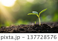 A tiny green seedling emerges from the dark earth, bathed in the warm glow of the sun, symbolizing new beginnings and the promise of growth and vitality A tiny green seedling emerges from the dark earth, bathed in the warm glow of the sun, symbolizing new beginnings and the promise of growth and vitality 137728576