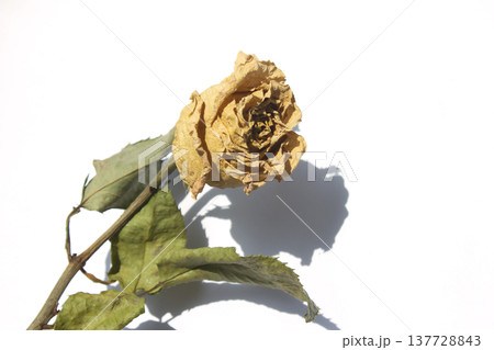 Rose is a dried flower. 137728843