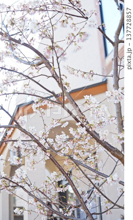 横須賀の桜 137728857