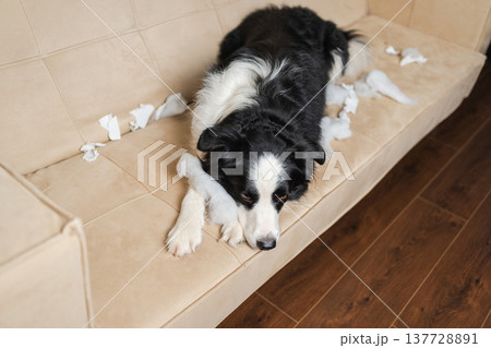 Naughty playful puppy dog border collie after mischief biting paper lying on couch at home. Guilty dog and destroyed living room. Damage messy home and puppy with funny guilty look 137728891
