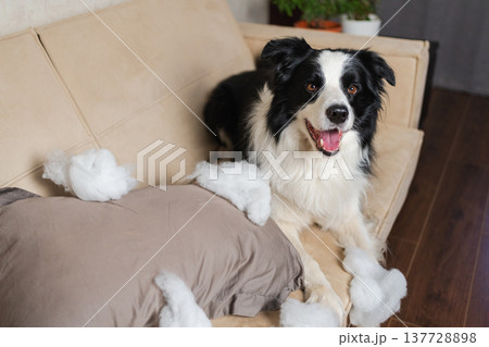 Naughty playful puppy dog border collie after mischief biting pillow lying on couch at home. Guilty dog and destroyed living room. Damage messy home and puppy with funny guilty look Naughty playful puppy dog border collie after mischief biting pillow lying on couch at home. Guilty dog and destroyed living room. Damage messy home and puppy with funny guilty look 137728898