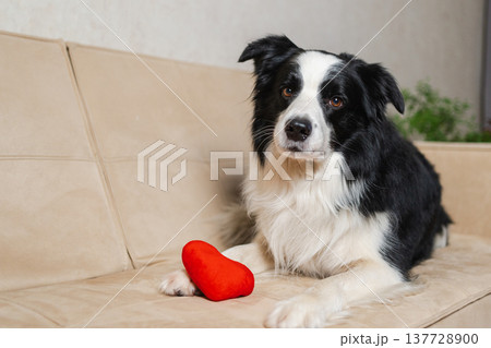 St Valentines Day concept. Funny cute puppy dog border collie with red heart lying down on couch at home indoor background. Lovely pet dog in love on valentines day gives gift. Love lovesick sorry St Valentines Day concept. Funny cute puppy dog border collie with red heart lying down on couch at home indoor background. Lovely pet dog in love on valentines day gives gift. Love lovesick sorry 137728900