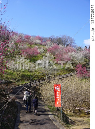 津山市神代 梅の梅の里公園 137728973
