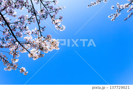 青空が広がる春の陽気のなか生き生きと咲き乱れる桜の花 青空が広がる春の陽気のなか生き生きと咲き乱れる桜の花 137729021
