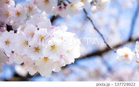 青空が広がる春の陽気のなか生き生きと咲き乱れる桜の花 青空が広がる春の陽気のなか生き生きと咲き乱れる桜の花 137729022