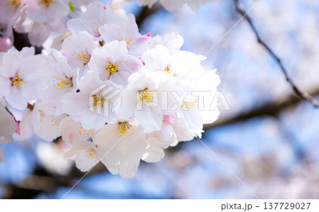 青空が広がる春の陽気のなか生き生きと咲き乱れる桜の花 青空が広がる春の陽気のなか生き生きと咲き乱れる桜の花 137729027