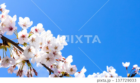 青空が広がる春の陽気のなか生き生きと咲き乱れる桜の花 青空が広がる春の陽気のなか生き生きと咲き乱れる桜の花 137729033