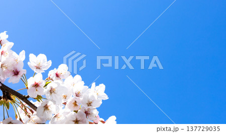 青空が広がる春の陽気のなか生き生きと咲き乱れる桜の花 137729035