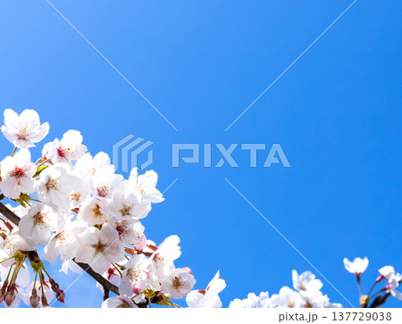 青空が広がる春の陽気のなか生き生きと咲き乱れる桜の花 青空が広がる春の陽気のなか生き生きと咲き乱れる桜の花 137729038