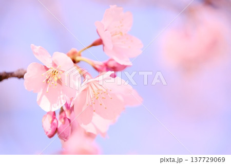 春を告げる河津桜のクローズアップ 蕾と花びら 背景素材 137729069