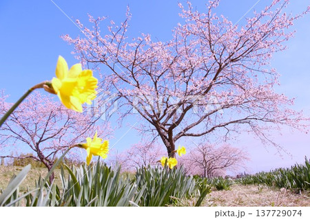 満開の安行寒桜と水仙の共演 北浅羽桜堤公園の春風景 137729074