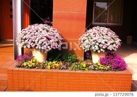 アプローチ玄関のマリーゴールドの花 137729076