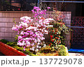 玄関花壇のアザレアの花 137729078