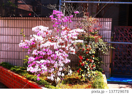 玄関花壇のアザレアの花 137729078