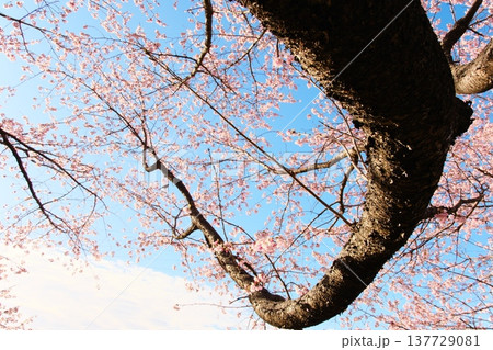 青空に映える満開の桜と太い幹 迫力のある春の風景素材 青空に映える満開の桜と太い幹 迫力のある春の風景素材 137729081