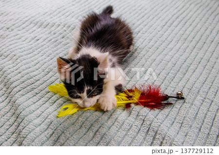 Beautiful kitten playing with a toy on a bed 137729112